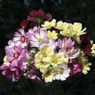 M-Tech Gardens Rare Hybrid Cosmos " New Colour Mix  " Exotic 30 Seeds for Growing