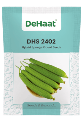 DHS 2402 HYBRID SPONGE GOURD