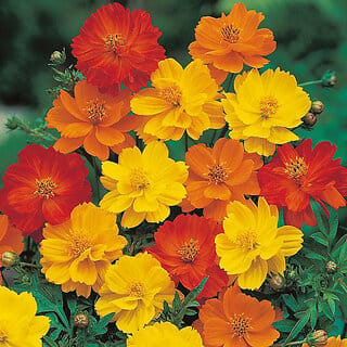 M-Tech Gardens Rare Hybrid Cosmos " Polidor Mixed  " Exotic 30 Seeds for Growing