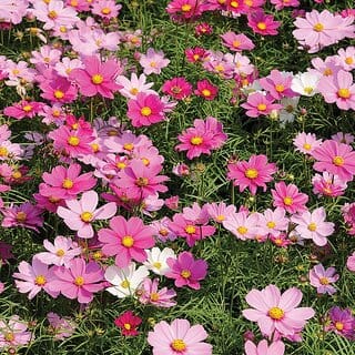 M-Tech Gardens Rare Hybrid Cosmos " Dwarf-Sensation  " Exotic 30 Seeds for Growing