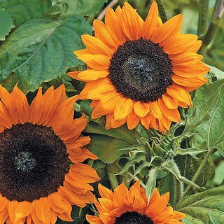 Rare Hybrid Sunflower " Copper Queen " Exotic 30 Seeds for Growing