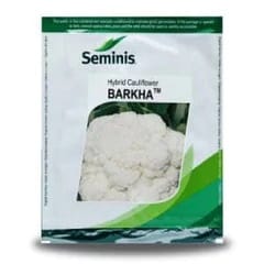 CAULIFLOWER SEMINIS BARKHA