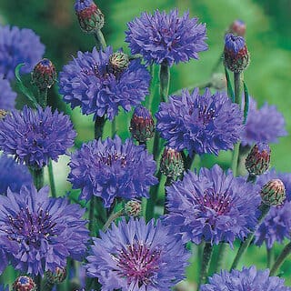 M-Tech Gardens Rare Hybrid Cornflower " Blue Ball  " Exotic 30 Seeds for Growing