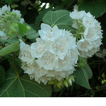 Dombeya- Flowers Plant (White Colour)