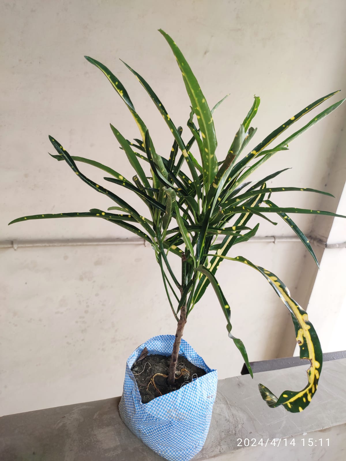 SNEHA HYDROPONICS Croton Plant Ht 1'5Ft