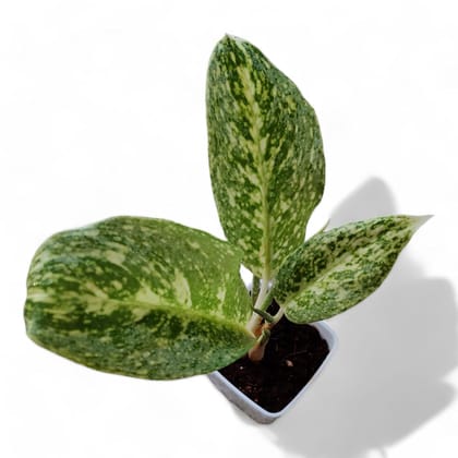 Aglaonema White Lightning