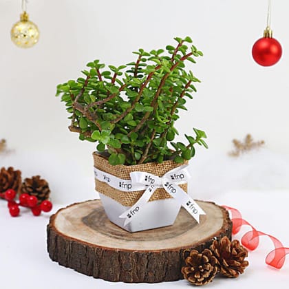 Jade Plant Winter Love Pots