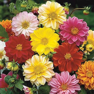 M-Tech Gardens Rare Hybrid Dahlia " Bambino Mixed  " Exotic 30 Seeds for Growing