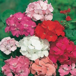 Rare Hybrid Geranium " Mixed F2  " Exotic 20 Seeds for Growing