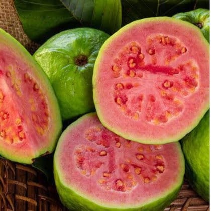 Guava CISH-LALIT  Tissue Culture Plants"Psidium Guajava"-1 Quart(1.5-2.5ft. 12 Month Old)