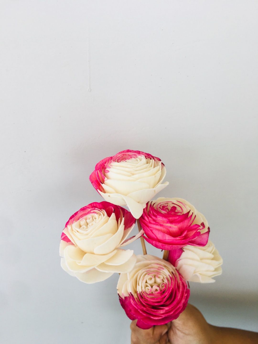 Fuscia Sola Flower (5pcs)