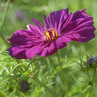 M-Tech Gardens Rare Hybrid Cosmos " Fizzy Purple  " Exotic 30 Seeds for Growing