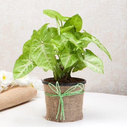 Hue Of Green Syngonium Plants