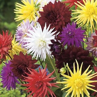 M-Tech Gardens Rare Hybrid Dahlia " Hybrids Mixed  " Exotic 30 Seeds for Growing