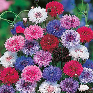 M-Tech Gardens Rare Hybrid Cornflower " Tall Mixed  " Exotic 30 Seeds for Growing