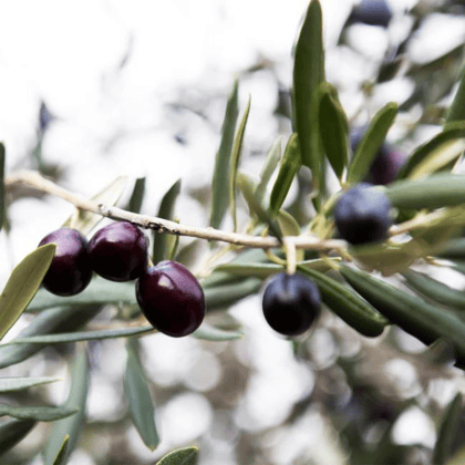 Arbequina Olive Tree Saplings - Premium Tissue Culture Plants-1 Quart 1.5-2ft (Tissue Culture Developed Plant)