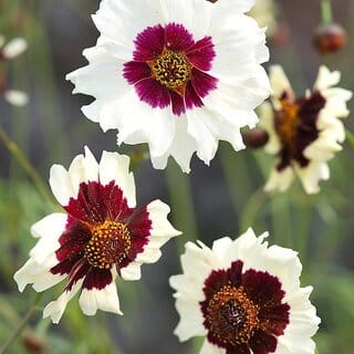 M-Tech Gardens Rare Hybrid Coreopsis " Incredible " Exotic 40 Seeds for Growing