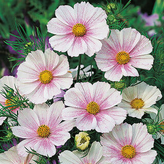 M-Tech Gardens Rare Hybrid Cosmos " Flush  " Exotic 30 Seeds for Growing