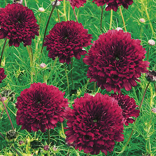 M-Tech Gardens Rare Hybrid Cosmos " Double Click  " Exotic 30 Seeds for Growing