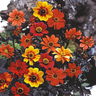 M-Tech Gardens Rare Hybrid Dahlia " Bishop's Children  " Exotic 30 Seeds for Growing