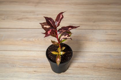 Graptophyllum pictum Chocolate / Caricature Plant