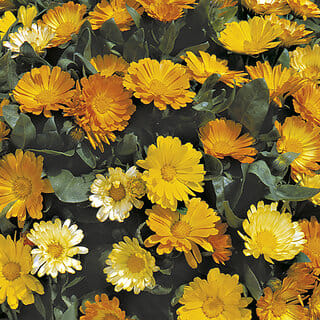 Rare Hybrid Calendula " Daisy Mixed  " Exotic 30 Seeds for Growing