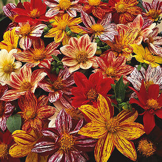 M-Tech Gardens Rare Hybrid Dahlia " Fireworks  " Exotic 30 Seeds for Growing