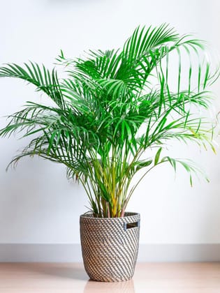 Areca Palm Seeds For Planting Seed Pack Of  5