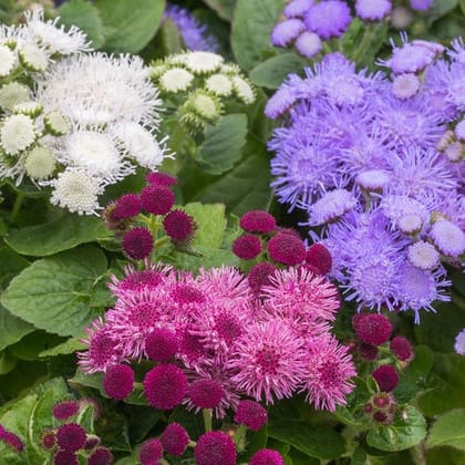 Ageratum F1 Hawaii Mixed Color Flower Seeds