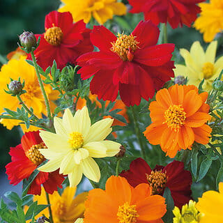 M-Tech Gardens Rare Hybrid Cosmos " Brightness Mixed  " Exotic 30 Seeds for Growing