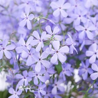 M-Tech Gardens Rare Hybrid Phlox " Clouds of Perfume " Exotic 50 Seeds for Growing