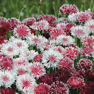 M-Tech Gardens Rare Hybrid Cornflower " Classic Romantic  " Exotic 30 Seeds for Growing