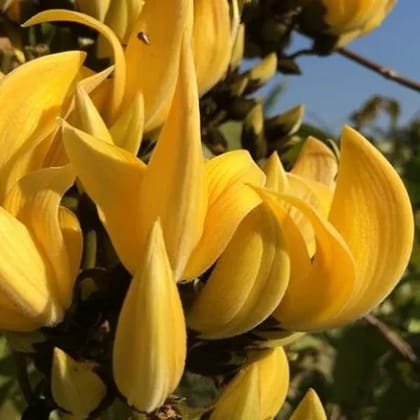 Yellow Palash Grafting Flowers Plant