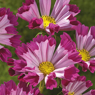 M-Tech Gardens Rare Hybrid Cosmos " Seashells Red  " Exotic 30 Seeds for Growing