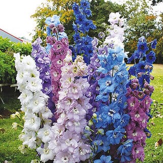 Rare Hybrid Delphinium " High Society Mixed  " Exotic 50 Seeds for Growing