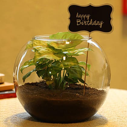 Syngonium Plant For Birthday Special