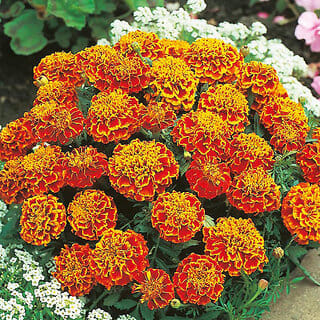 M-Tech Gardens Rare Hybrid French Marigold " Honeycomb  " Exotic 30 Seeds for Growing