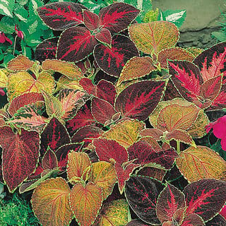 M-Tech Gardens Rare Hybrid Coleus " Flame Dancers " Exotic 50 Seeds for Growing