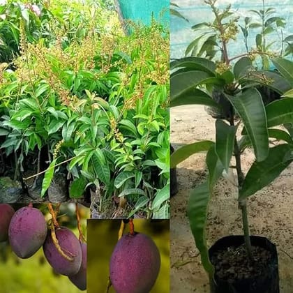 Vietnum Red All Time Mango Plant-Grafted