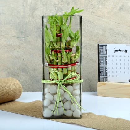 Exquisite Three Layer Bamboo Terrarium