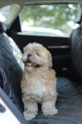 Car Seat Covers for Dogs - Protects Against Muddy Paws