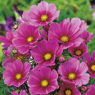 M-Tech Gardens Rare Hybrid Cosmos " Dark Rose  " Exotic 30 Seeds for Growing