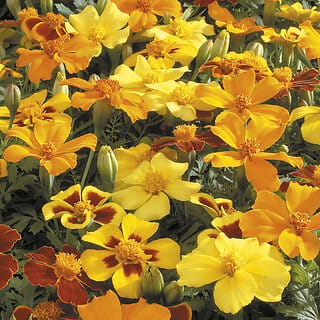 Rare Hybrid French Marigold " Dwarf Double Mixed  " Exotic 30 Seeds for Growing