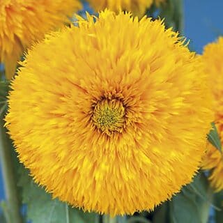 M-Tech Gardens Rare Hybrid Sunflower " Sun King " Exotic 30 Seeds for Growing