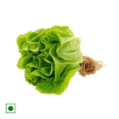 Hydroponics Lettuce Locarno - Live Plant, 120 gm Loose Packed