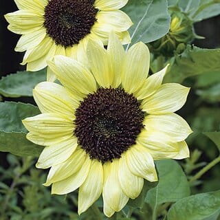 Rare Hybrid Sunflower " Valentine " Exotic 30 Seeds for Growing