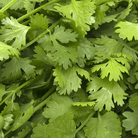 Coriander Leaves\, 100 gm Loose