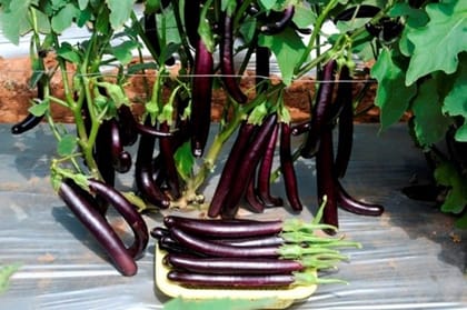 Arka Keshav - Brinjal