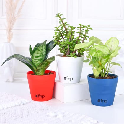 Set Of 3 Green Foliage Plants