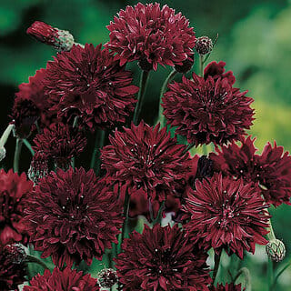 M-Tech Gardens Rare Hybrid Cornflower " Black Ball  " Exotic 30 Seeds for Growing